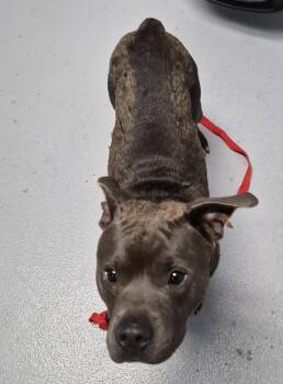 Pen 177 -  American Staffordshire Terrier Dog for Adoption in Lawrenceville, Georgia - Pen 177 | PetCurious
