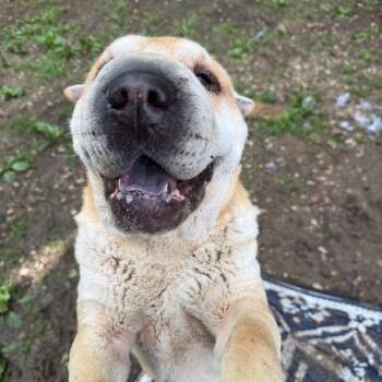 Shar Pei Dogs Available for Adoption in Spring Hill, Kansas - Ripple | PetCurious