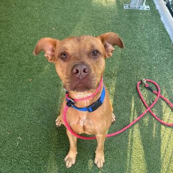 Axolotl -  Mixed Breed Dog for Adoption in Greensboro, North Carolina - Axolotl | PetCurious