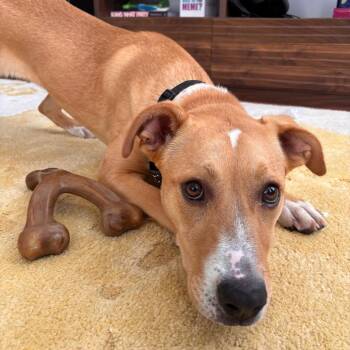 Shepherd Dogs Available for Adoption - Rhyne | PetCurious