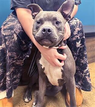 Rescue Mixed Breed Dogs for Adoption in Nashville, Tennessee - Reginald | PetCurious
