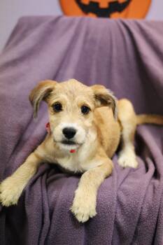 Punky in NH. Come Meet our Adoptable Dogs Wednesday-Saturday. Mo -  Terrier Dog for Adoption in Manchester, New Hampshire - Punky In NH. Come Meet Our Adoptable Dogs Wednesday-Saturday. Mo | PetCurious