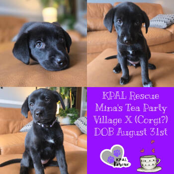 Rescue Mixed Breed Dogs for Adoption in Kenai, Alaska - Chamomile - Minas Tea Party | PetCurious