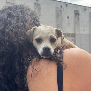 Reagan -  Mixed Breed Dog for Adoption in New York, New York - Reagan | PetCurious