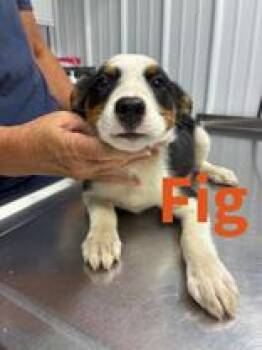 Fig -  Australian Shepherd and Australian Cattle Dog Blue Heeler Dog for Adoption in Munfordville, Kentucky - Fig | PetCurious