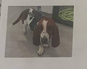 Basset Hound Dogs Available for Adoption - Maggie 2 | PetCurious