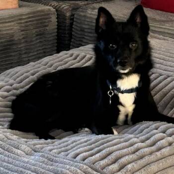Pomeranian and Husky Dogs Available for Adoption - Loki | PetCurious