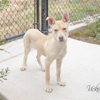 Terrier Dogs Available for Adoption in Abilene, Texas - Mars | PetCurious