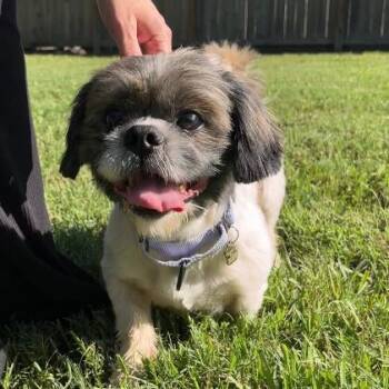 Stevie Ray Blues -  Shih Tzu Dog for Adoption in Friendswood, Texas - Stevie Ray Blues | PetCurious