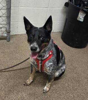 Australian Cattle Dog Blue Heeler Dogs Available for Adoption in Fruit Heights, Utah - Pilot | PetCurious