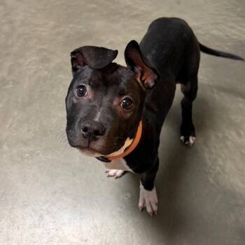 Mixed Breed Dogs Available for Adoption in Dekalb, Illinois - Nova | PetCurious