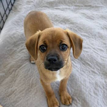 Mango -  Puggle Dog for Adoption in San Diego, California - Mango | PetCurious
