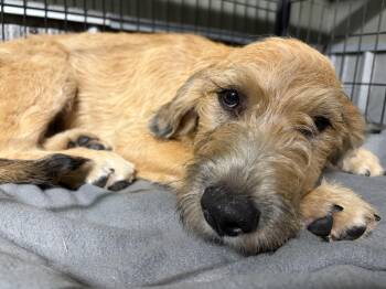 Heen -  Goldendoodle Dog for Adoption in Covington, Louisiana - Heen | PetCurious