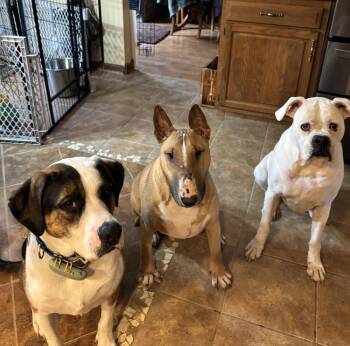 Hound Dogs Available for Adoption in Xenia, Ohio - Gatsby | PetCurious