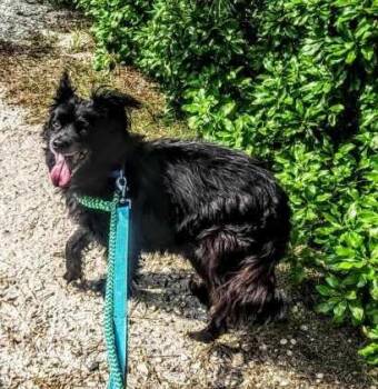 Rescue Chow Chow and American Eskimo Dog Dogs for Adoption - Stella-HOMELESS AT 15 | PetCurious