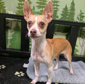 Masie -  Chihuahua Dog for Adoption in Logan, Utah - Masie | PetCurious