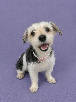Ivey -  Miniature Poodle Dog for Adoption in Lodi, California - Ivey | PetCurious