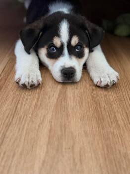 Husky Dogs Available for Adoption - Banjo | PetCurious