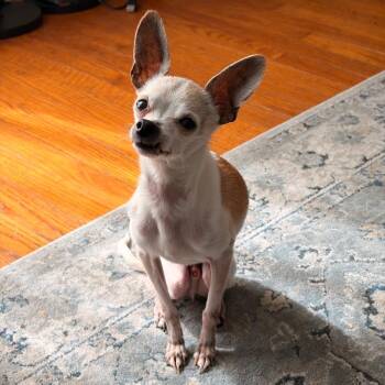 Chi-Chi -  Chihuahua Dog for Adoption in Franklin, North Carolina - Chi-Chi | PetCurious