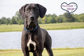 Tank -  Great Dane Dog for Adoption in Lee