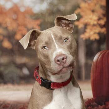 Rescue Pit Bull Terrier and Mixed Breed Dogs for Adoption in Georgetown, Kentucky - Ziggy | PetCurious