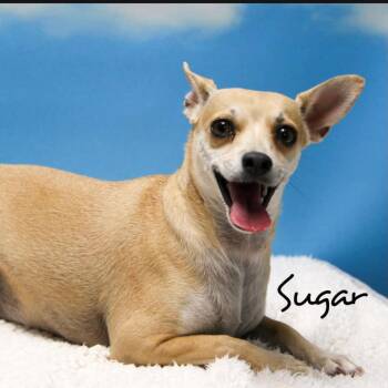Miniature Pinscher and Mixed Breed Dogs Available for Adoption in Casa Grande, Arizona - Sugar | PetCurious