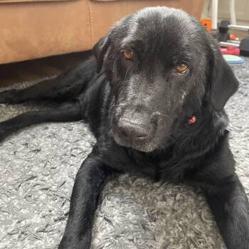 Lulu -  Labrador Retriever Dog for Adoption in Indianapolis, Indiana - Lulu | PetCurious