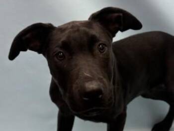 Atlas -  Pit Bull Terrier and Mixed Breed Dog for Adoption in Woodbury, Minnesota - Atlas | PetCurious