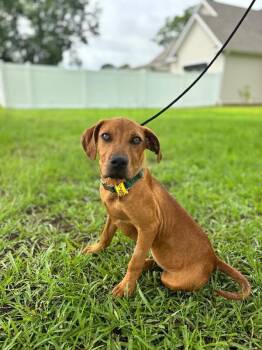 Carlson -  Labrador Retriever and Hound Dog for Adoption in Aiken, South Carolina - Carlson | PetCurious