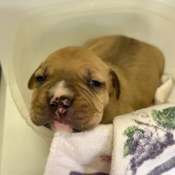 Pit Bull Terrier Dogs Available for Adoption in Jefferson City, Tennessee - Henry | PetCurious