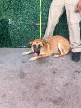 61155965 -  German Shepherd Dog and Mixed Breed Dog for Adoption in El Paso, Texas - 61155965 | PetCurious
