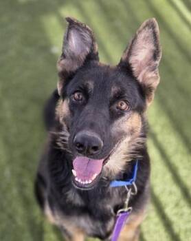 German Shepherd Dog Dogs Available for Adoption - SHEBA | PetCurious