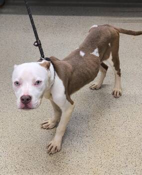 Crystal -  Pit Bull Terrier Dog for Adoption in Petersburg, Virginia - Crystal | PetCurious