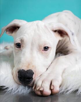 Rescue Dogo Argentino Dogs for Adoption in Clarksburg, Ontario - Penelope | PetCurious