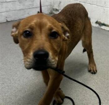 Pit Bull Terrier and Mixed Breed Dogs Available for Adoption - BLAZE | PetCurious