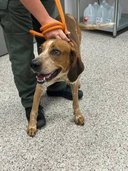 Sawyer -  Hound and Mixed Breed Dog for Adoption in Gastonia, North Carolina - Sawyer | PetCurious