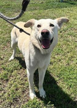 Jude -  Mixed Breed Dog for Adoption in Scott, Louisiana - Jude | PetCurious