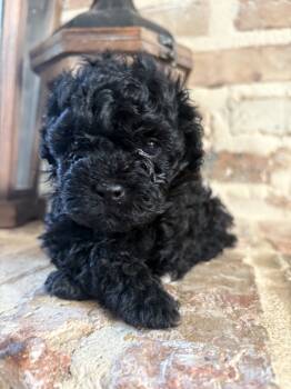 Ms. Thing  -  Toy Poodle Dog for Sale in Lucedale, Mississippi - Ms. Thing  | PetCurious