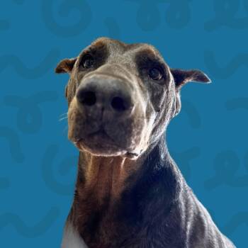 Rescue Doberman Pinscher Dogs for Adoption in Reno, Nevada - Maverick | PetCurious