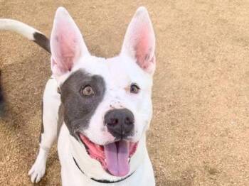 Steve -  Mixed Breed Dog for Adoption in Georgetown, Texas - Steve | PetCurious