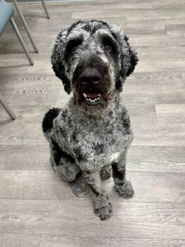 Thunder -  Labradoodle and Standard Poodle Dog for Adoption in Cypress, California - Thunder | PetCurious