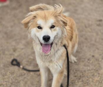 German Shepherd Dog and Mixed Breed Dogs Available for Adoption in Albuquerque, New Mexico - THEO | PetCurious