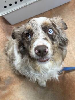 Australian Shepherd Dogs Available for Adoption in Bolivar, Missouri - Chestnut | PetCurious