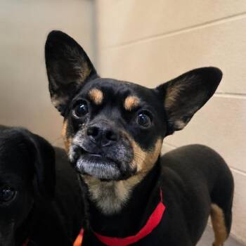 Chihuahua and Pug Dogs Available for Adoption in San Jacinto, California - Cupcake | PetCurious