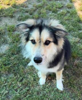 Max -  Husky Dog for Adoption in Hopkinton, Massachusetts - Max | PetCurious