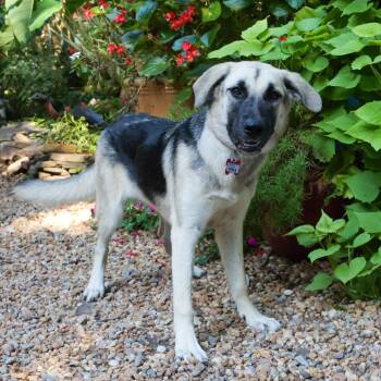 Noelle -  Shepherd Dog for Adoption in Wake Forest, North Carolina - Noelle | PetCurious