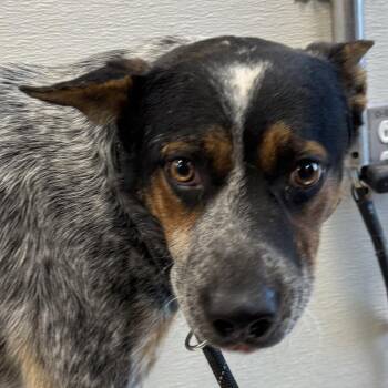 Gonzalez -  Mixed Breed Dog for Adoption in Las Cruces, New Mexico - Gonzalez | PetCurious