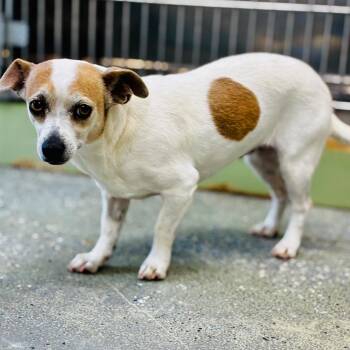 Skipper -  Chihuahua and Miniature Dachshund Dog for Adoption in Lebanon, Missouri - Skipper | PetCurious