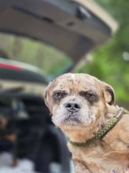 Patch (GA) -  Shih Tzu and Brussels Griffon Dog for Adoption in New York, New York - Patch (GA) | PetCurious