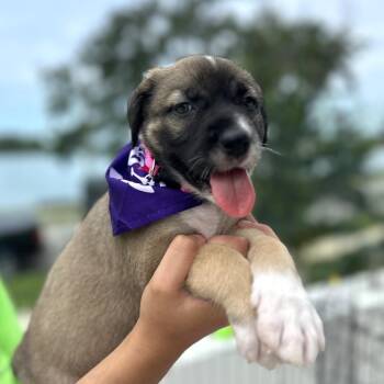 Kelly -  Anatolian Shepherd Dog for Adoption in Tampa, Florida - Kelly | PetCurious
